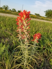 Castilleja lanata