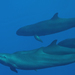 False Killer Whale - Photo (c) Pelonchino, some rights reserved (CC BY-NC), uploaded by Pelonchino
