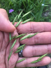 Bromus arvensis