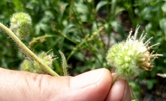Phacelia mutabilis