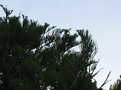 Cacatua sanguinea
