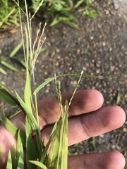 Digitaria bicornis