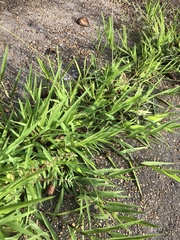 Digitaria bicornis