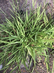 Digitaria bicornis