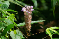 Uraria