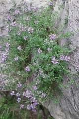 Thymus bashkiriensis