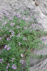 Thymus bashkiriensis