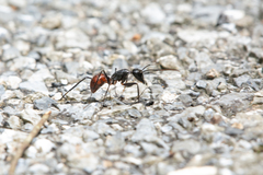 Dinomyrmex gigas