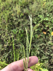 Eriochloa acuminata acuminata