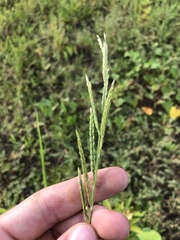 Eriochloa acuminata acuminata