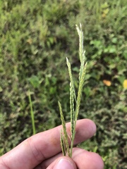 Eriochloa acuminata acuminata