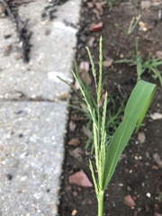 Eriochloa acuminata acuminata