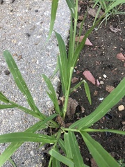 Eriochloa acuminata acuminata
