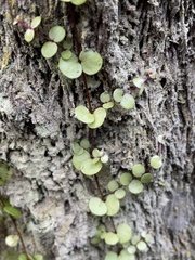 Metrosideros perforata