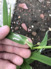 Eriochloa acuminata acuminata