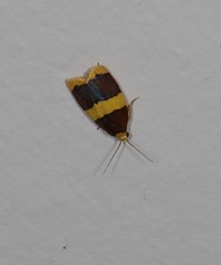 Heterallactis phlogozona