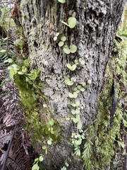 Metrosideros perforata