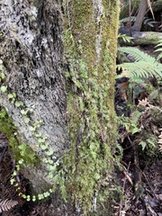 Metrosideros perforata