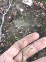 Eragrostis pectinacea pectinacea