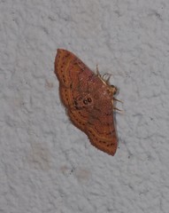 Homodes bracteigutta