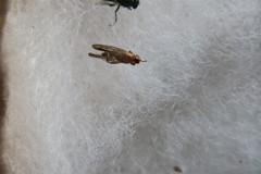Sciomyzoidea