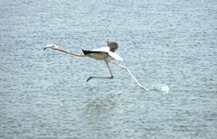 Phoenicopterus roseus