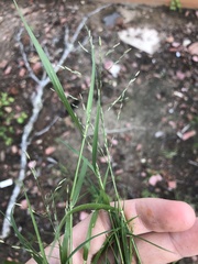 Eragrostis pectinacea pectinacea