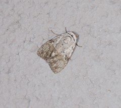 Barasa cymatistis