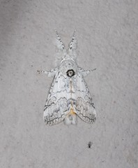 Calliteara farenoides