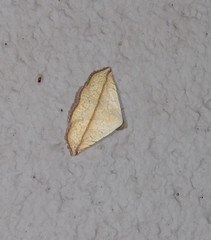 Eublemma perversicolor