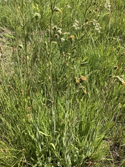 Kyhosia bolanderi