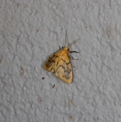 Symmetrodes sciocosma