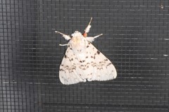Lymantria pelospila