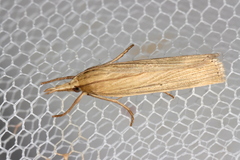 Calamotropha leptogrammellus