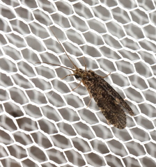 Ecnomidae