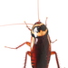 Cucaracha Australiana - Photo (c) Victor W Fazio III, algunos derechos reservados (CC BY-NC), uploaded by Victor W Fazio III