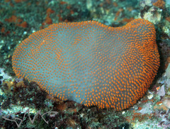 Polycitor giganteus