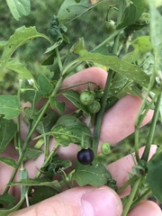 Solanum emulans