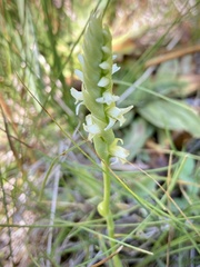 Spiranthes × stellata