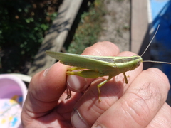 Heteracris pterosticha