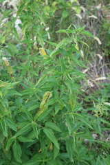 Urtica galeopsifolia