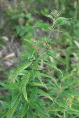 Urtica galeopsifolia