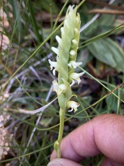 Spiranthes × stellata