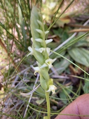 Spiranthes × stellata