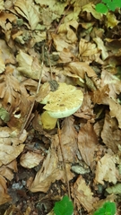 Gyroporus cyanescens