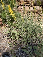 Solidago spectabilis