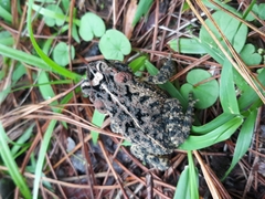 Incilius porteri