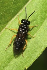 Halidamia affinis