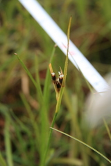 Juncus castaneus