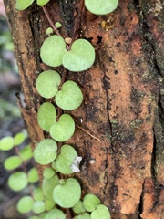 Metrosideros perforata
